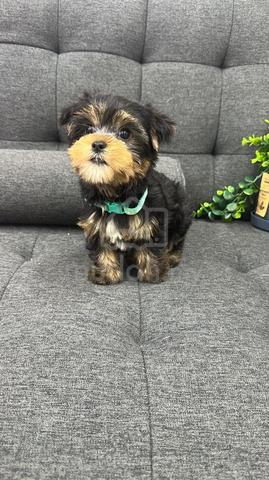 YorkiemaleLM-1Dob : 16-08-26 - photo 2 of 4