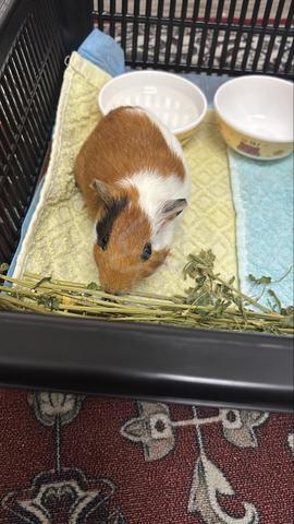 guinea pig - photo 3 of 3