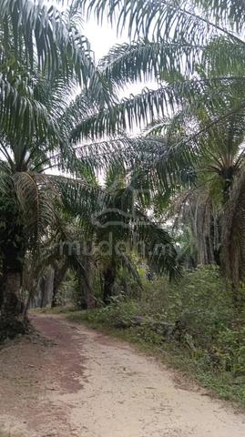 tanah Cantek 1