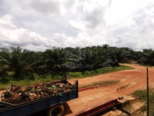 2041 Acre Palm Oil Estate Zoned Industry Bukit Kuin Kuantan 1