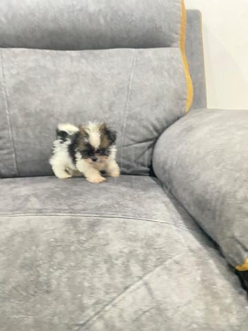 Shih Tzu puppy - photo 2 of 5