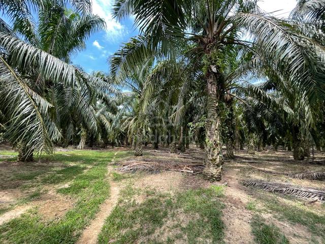 [FREEHOLD][BELOW BANK VALUE] Negeri Sembilan Agriculture Oil Palm Land 1