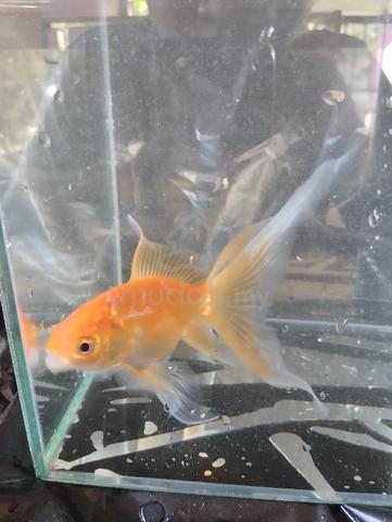 ikan emas - Pets for sale in Batu Pahat, Johor