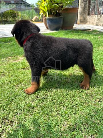 Rottweiler puppies 🐶🐾 - photo 3 of 4