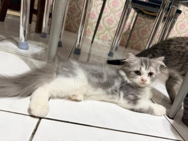 BSH Mix Persian Kitten to Rehome - photo 2 of 5
