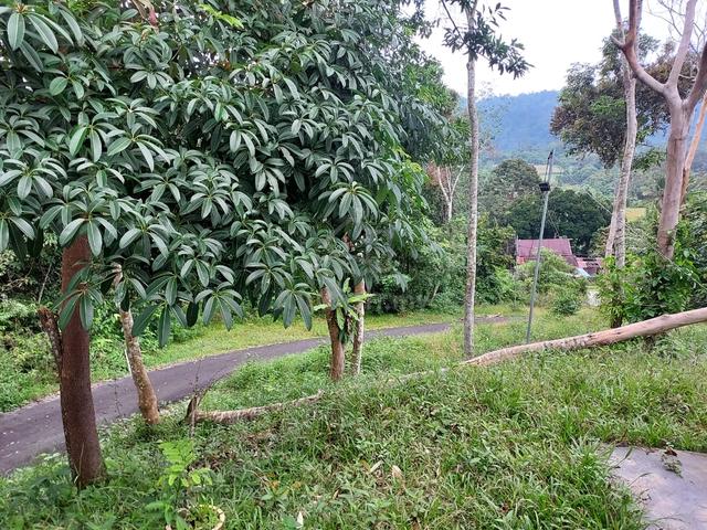 Tanah Pertanian di Batu Kikir 1