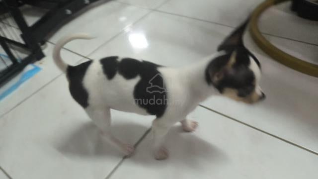 special offer Chihuahua puppy (Male) - photo 4 of 5