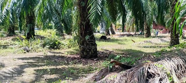 tanah individu 15,000 kps pekan ijok 1