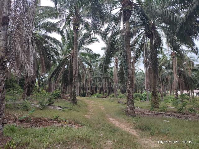 Tanah pokok sawit tepi Jalan 1