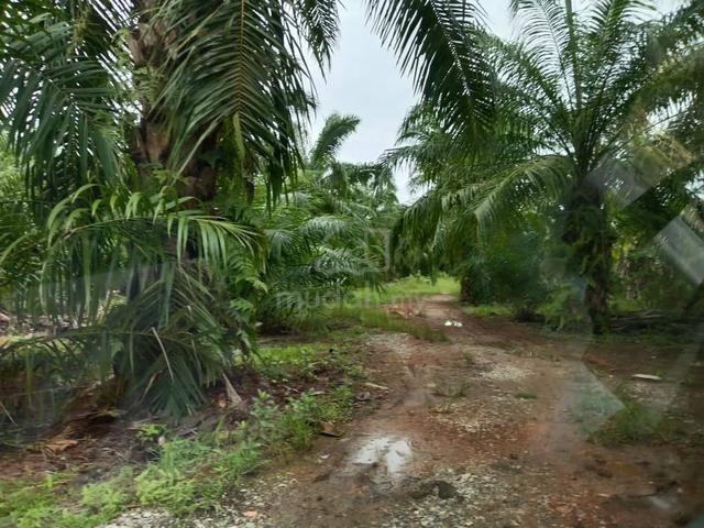 TANAH 3 EKAR HARGA TERENDAH di Kg tengah Sabak Bernam Selangor 5