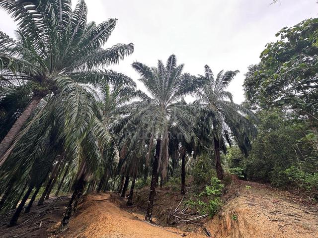 Masjid Tanah Freehold Oil Palm Agricultural Land, Alor Gajah 1