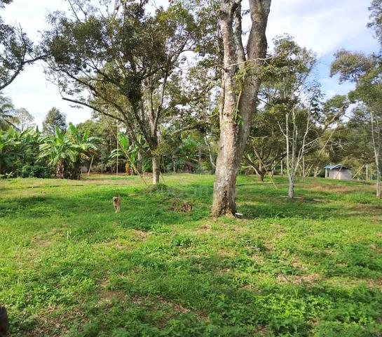 SALE🔥 !!|Corner Lot durian orchard in prime Area 1