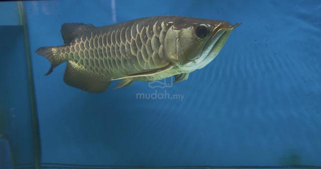 Carousel Image