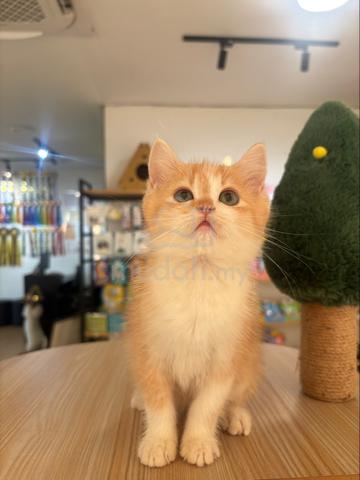 BSH Non-Standard Munchkin - photo 5 of 6