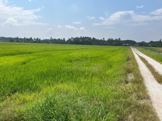 TANAH SAWAH PADI UNTUK DIJUAL di Bukit Kechik* ‼️ 1