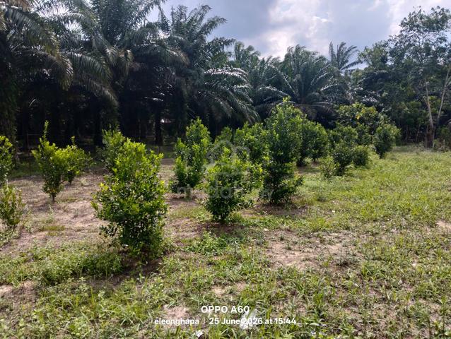 3 Ekar Kebun Buah Kg Lakai Jelebu (RUMAH KEBUN+API AIR ADA+JALAN TAR) 1