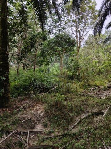 Tanah 26 Ekar Wakaf Tapai, Dekat Stesen ECRL Bukit Payung,Marang 1