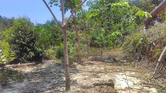 Agriculture land | Rubber Trees | Hill land | Tuaran 4