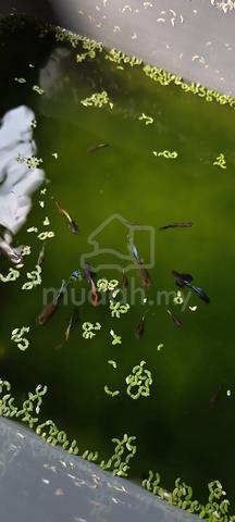 Carousel Image