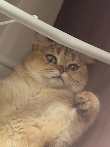 British shorthair - photo 3 of 6