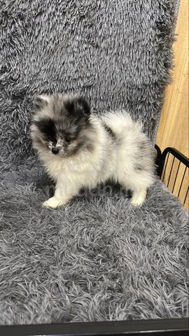 Blue Merle Male Pomeranian Puppy - photo 2 of 5