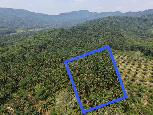 Sawit tua Kg lalang kuala kubu hulu selangor 1
