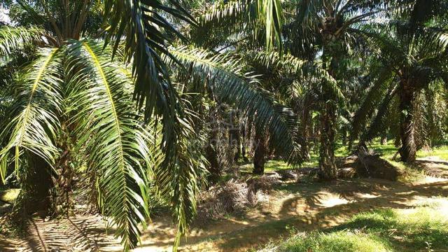 Oil Palm land In Rembau For Sale 1