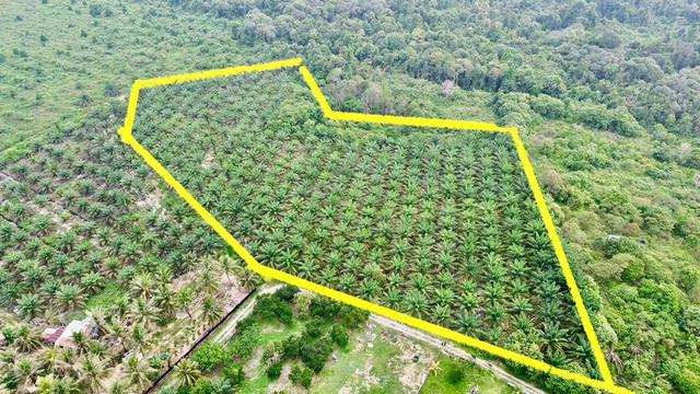 Tanah sawit untuk Dijual 1