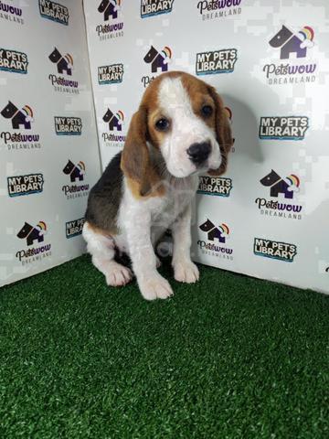 Beagle tri color girl - photo 2 of 2