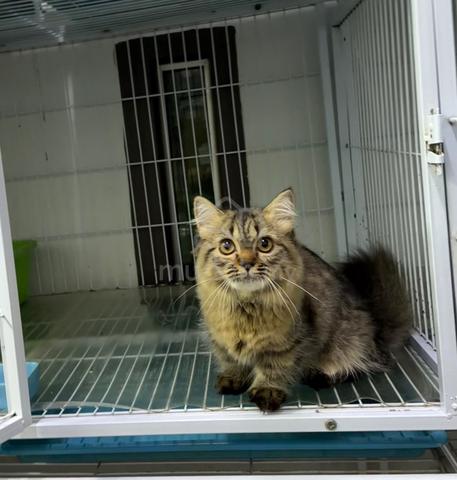 Tabby munchkin kitten - photo 2 of 6