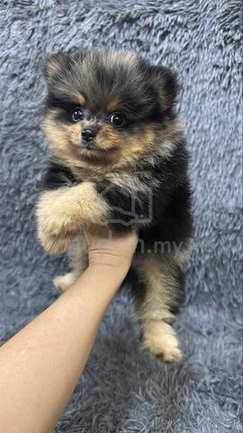 Blue Merle n Tan Male Pomeranian Puppy - photo 5 of 5