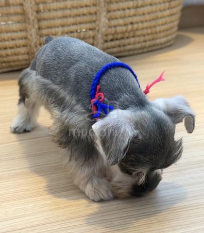 SCHNAUZER MINIATURE PUPPIES S118🌻 雪纳瑞 Available - photo 2 of 5
