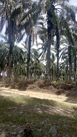 Kebun Kelapa Sawit, Lembah Beriah 1
