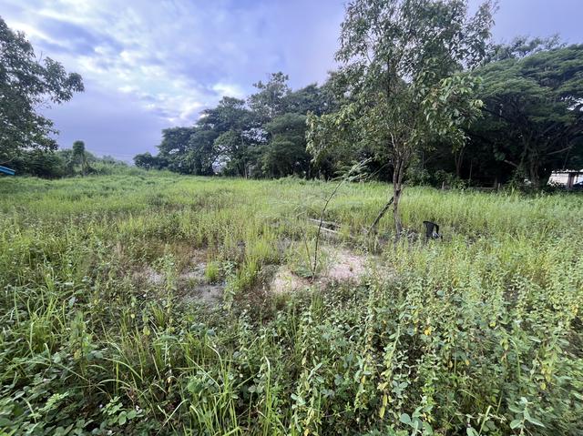 Tanah Untuk Dijual/Disewa 4