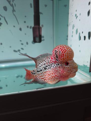 Flowerhorn kamfa F4 - photo 2 of 5