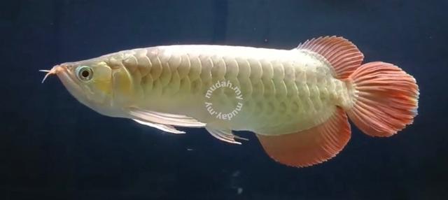 Red arowana Indonesia - Pets for sale in Balakong, Selangor