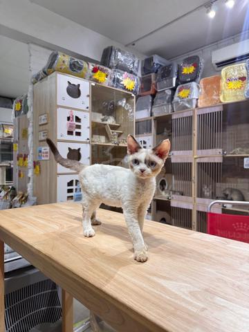 seal bicolour Devon Rex can send Singapore - photo 2 of 5