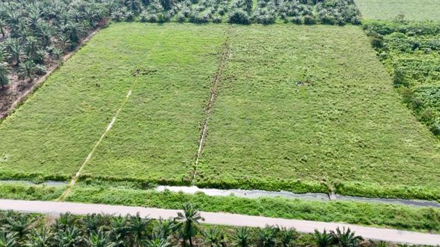 Land For Sale , Agriculture Land , Parit Sikom , Pontian , Freehold 1