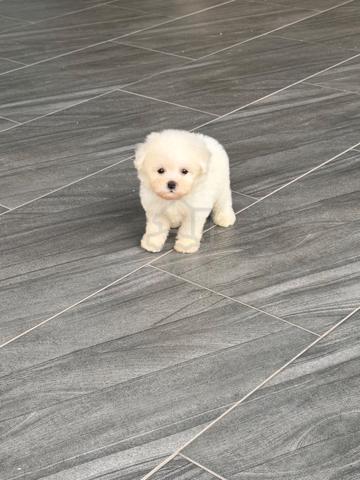 Bichon Frise puppy - photo 2 of 6