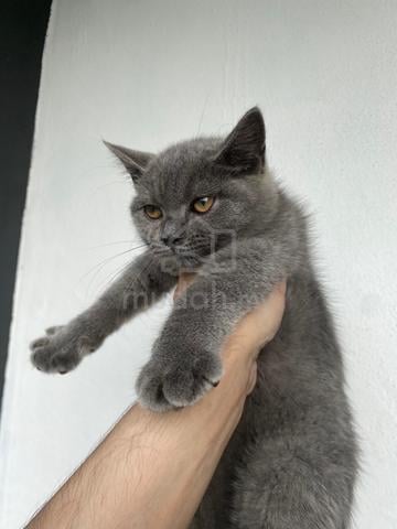 BSH blue - photo 4 of 4