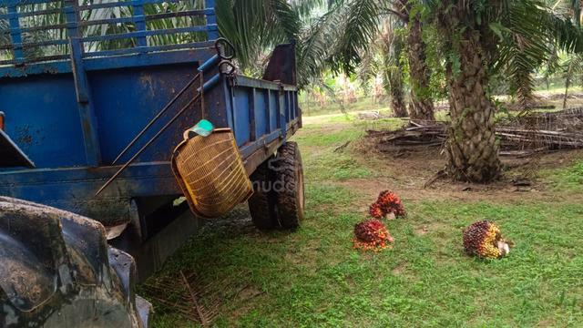 Kebun Sawit untuk dilepaskan 1