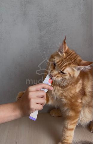 mainecoon available for rehoming 🏡 - photo 4 of 4