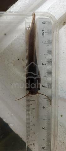 Anak ikan keli, anak keli, cat fish - photo 2 of 3