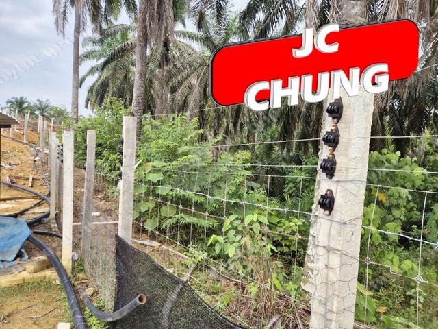 Agricultural Land | Papaya Garden丨Selama | Bandar Baharu | KEDAH 4