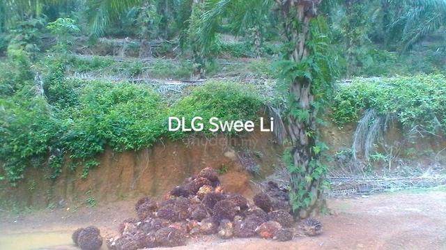 220 acres Palm Oil Platation Kuala Pilah Simpang Dangi Johol to Grab 5