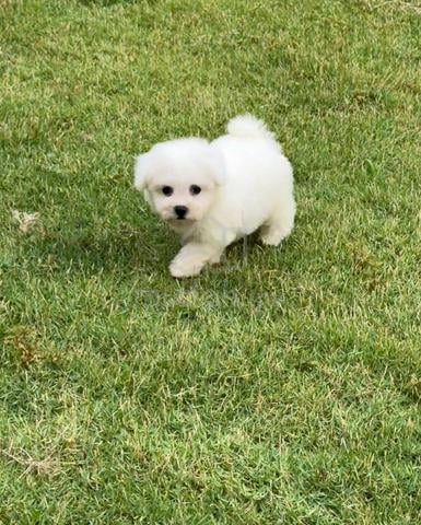 Pure Bichon puppy - photo 2 of 6