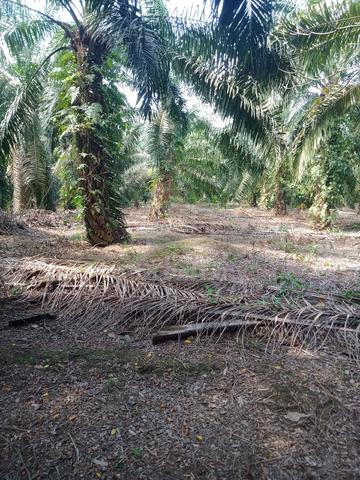 Tanah Sawit Bebas Area Er Luan Bkt Pasir 1