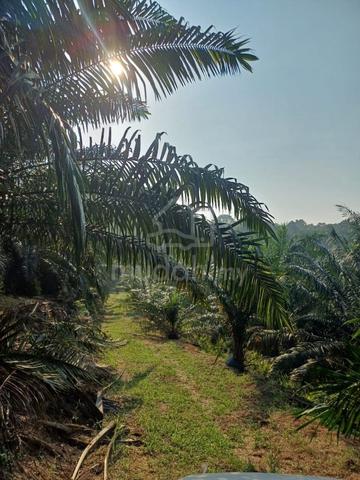 Bukit Beruntung Agricultural  Land For Sale 1