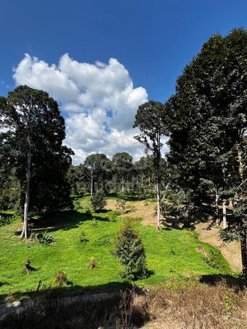 Durian Farm Agricultural Flat Land Kayau Papar KK Sabah CL9 Acres 1