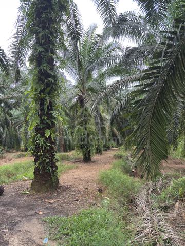Perak Kerian Agricultural Freehold Land For Sale 1
